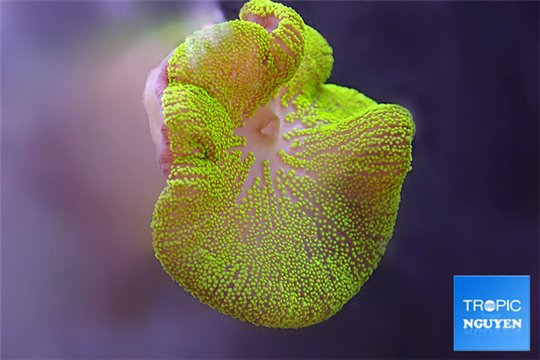 Stichodactyla neon green 6-10 cm WYSIWYG acclimaté
