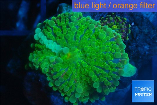 Ricordea yuma green 4-6 cm WYSIWYG acclimaté