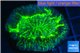 Trachyphyllia neon green 3-5 cm WYSIWYG acclimaté