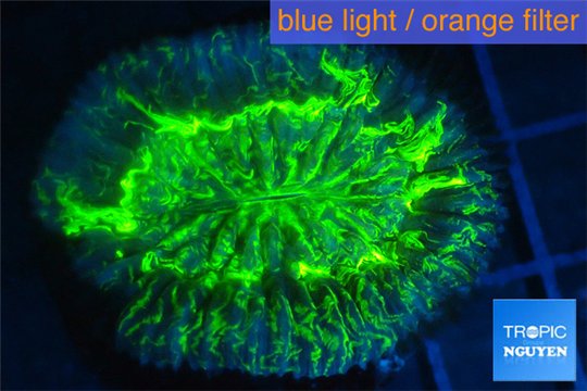 Trachyphyllia neon green 3-5 cm WYSIWYG acclimaté