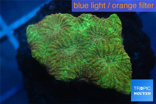 Favia golden boy 1-2 cm WYSIWYG acclimaté