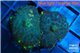 Rhodactis green blue & golden tips 2-3 polyps WYSIWYG acclimaté