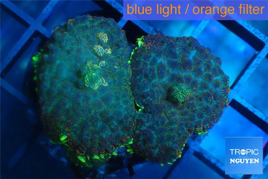 Rhodactis green blue & golden tips 2-3 polyps WYSIWYG acclimaté