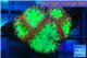 Blastomussa wellsi red green 5 polyps WYSIWYG acclimaté