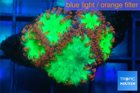 Blastomussa wellsi red green 5 polyps WYSIWYG acclimaté