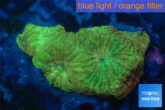 Favia golden boy 1-2 cm WYSIWYG acclimaté