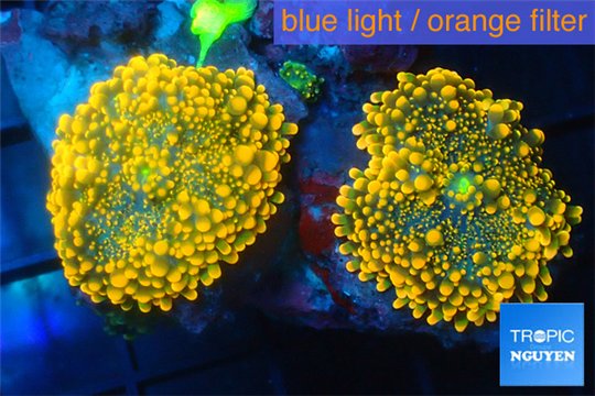 Ricordea yuma red 2 polyps WYSIWYG acclimaté