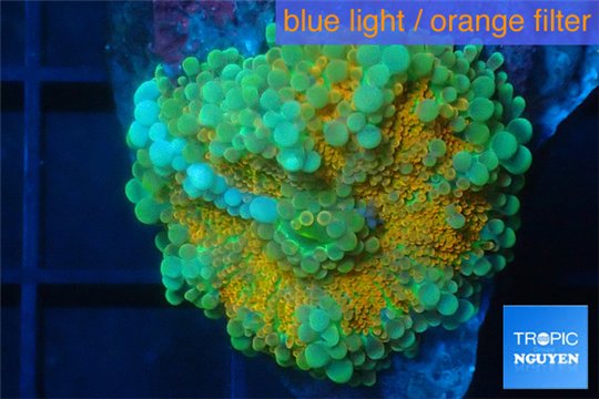 Ricordea yuma sunset 3-5 cm WYSIWYG acclimaté