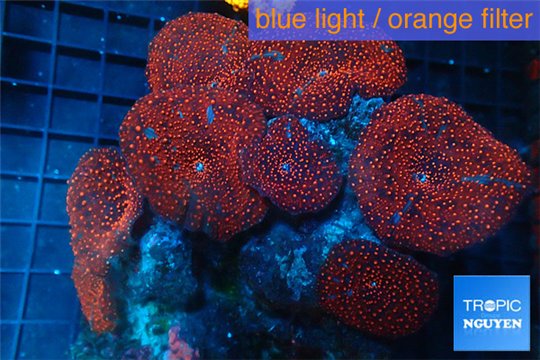 Discosoma red galaxy & cultured live rock 15-20 cm WYSIWYG acclimaté