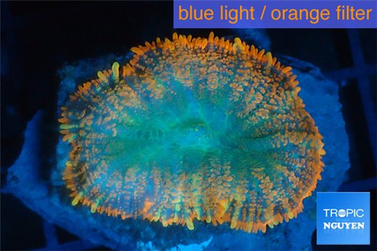 Rhodactis red blue superman 1 polyp WYSIWYG acclimaté