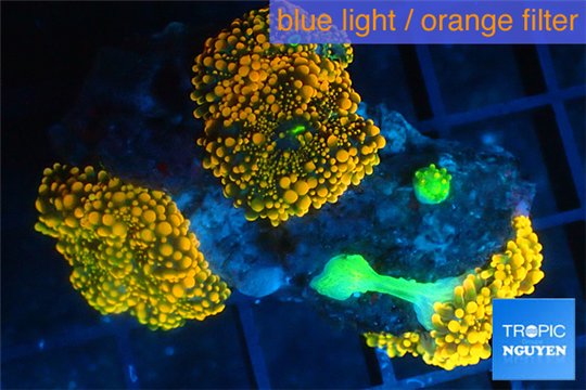 Ricordea yuma red 3 polyps WYSIWYG acclimaté