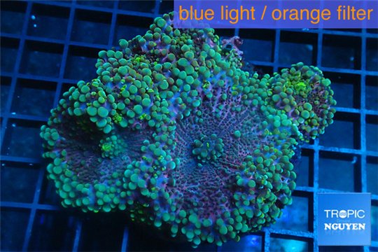 Ricordea yuma rainbow 5 polyps WYSIWYG acclimaté