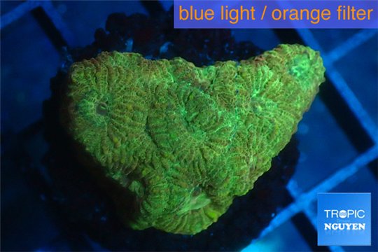 Favia golden boy 2-3 cm WYSIWYG acclimaté