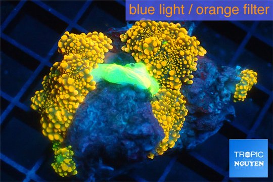 Ricordea yuma red 4 polyps WYSIWYG acclimaté