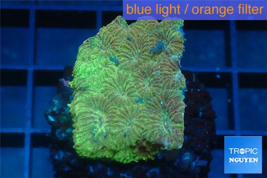 Favia golden boy 2-3 cm WYSIWYG acclimaté