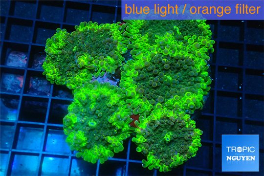 Ricordea yuma green purple 7-11 cm WYSIWYG acclimaté