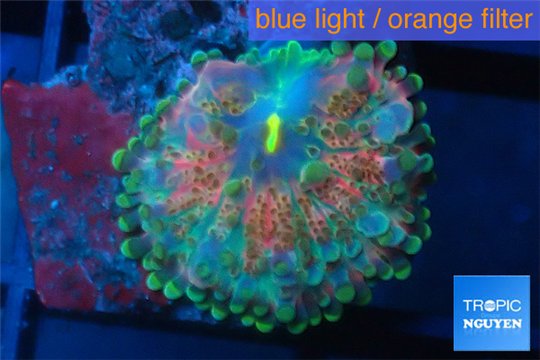 Ricordea yuma rainbow 1 polyp WYSIWYG acclimaté