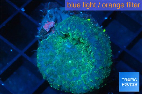 Rhodactis golden blue Tonga 1 polyp WYSIWYG acclimaté