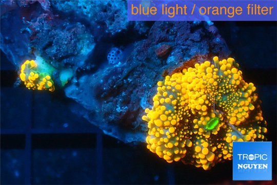 Ricordea yuma red 1 polyp WYSIWYG acclimaté