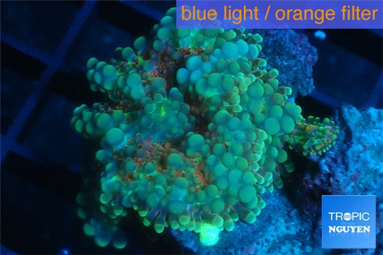 Ricordea yuma tricolor 1 polyp WYSIWYG acclimaté