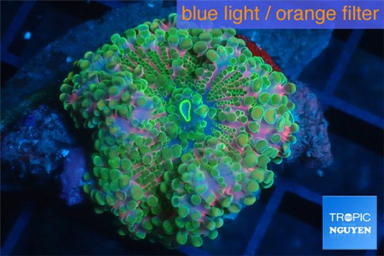 Ricordea yuma premium 1 polyp WYSIWYG acclimaté