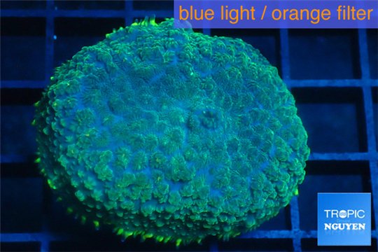 Rhodactis golden blue Tonga 1 polyp WYSIWYG acclimaté