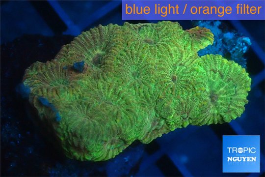 Favia golden boy 2-3 cm WYSIWYG acclimaté