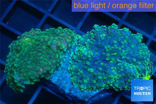 Ricordea yuma green 1 polyp WYSIWYG acclimaté