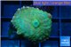 Rhodactis golden blue Tonga 1 polyp WYSIWYG acclimaté