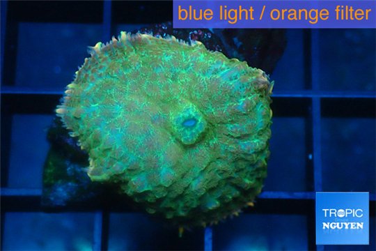 Rhodactis golden blue Tonga 1 polyp WYSIWYG acclimaté