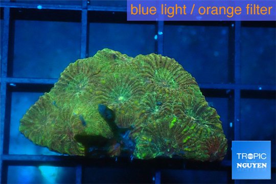 Favia golden boy 2-3 cm WYSIWYG acclimaté