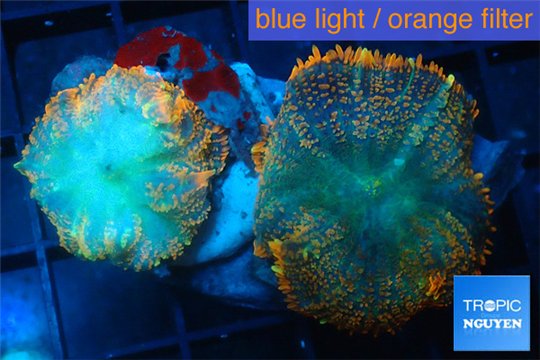 Rhodactis red blue superman 2 polyps WYSIWYG acclimaté