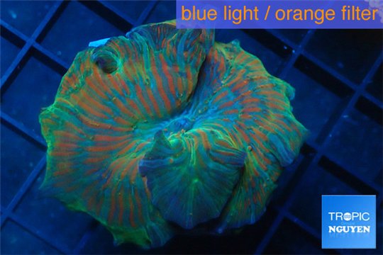 Discosoma rainbow stripe 1 polyp WYSIWYG acclimaté