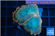 Rhodactis red blue superman 2 polyps WYSIWYG acclimaté