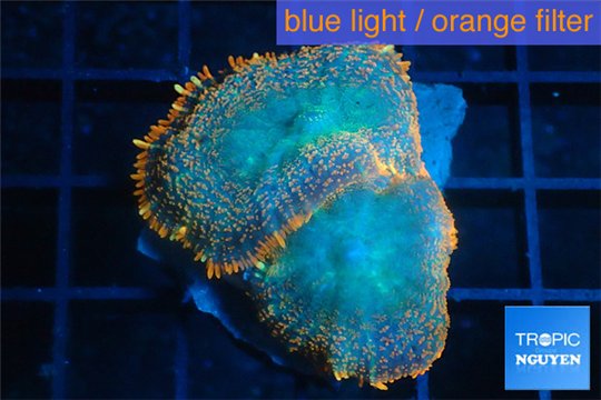 Rhodactis red blue superman 2 polyps WYSIWYG acclimaté