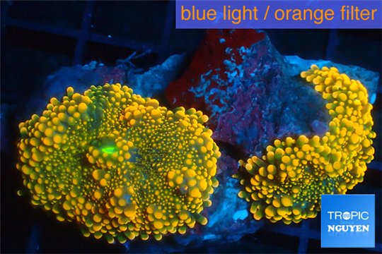 Ricordea yuma red 2 polyps WYSIWYG acclimaté