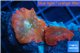 Discosoma red & blue spot 2 polyps WYSIWYG acclimaté