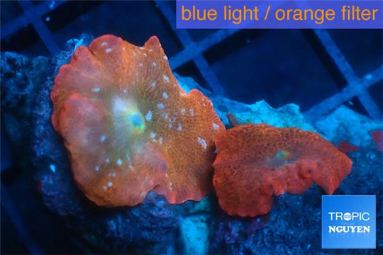 Discosoma red & blue spot 2 polyps WYSIWYG acclimaté