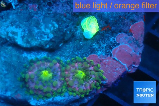 Ricordea yuma pink purple small polyps 2 polyps WYSIWYG acclimaté