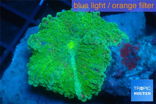 Ricordea yuma green 3-4 cm WYSIWYG acclimaté