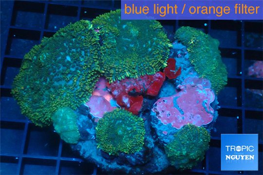 Rhodactis green purple 7-10 cm WYSIWYG acclimaté