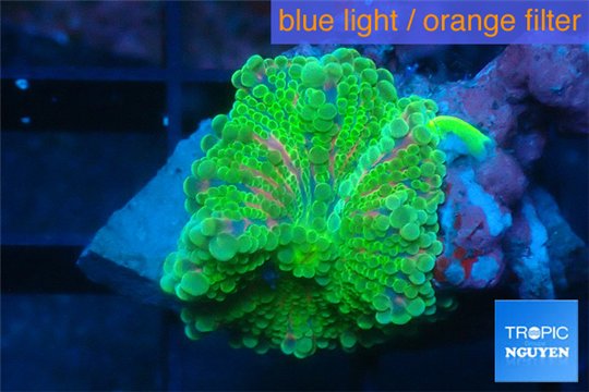 Ricordea yuma green 3-4 cm WYSIWYG acclimaté