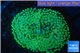 Ricordea floridae green 1 polyp WYSIWYG acclimaté