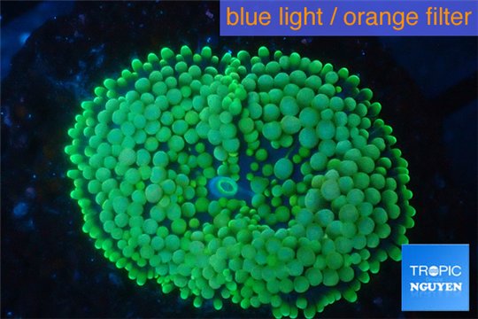 Ricordea floridae green 1 polyp WYSIWYG acclimaté