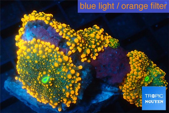 Ricordea yuma red 3 polyps WYSIWYG acclimaté