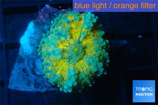 Ricordea yuma gold sunset 1 polyp WYSIWYG acclimaté