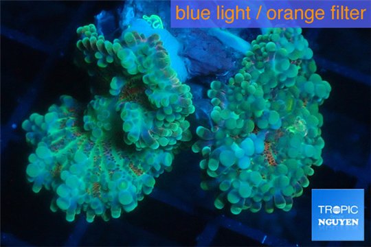 Ricordea yuma red green 2 polyps WYSIWYG acclimaté