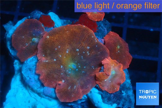 Discosoma red devils 5-7 polyps WYSIWYG acclimaté