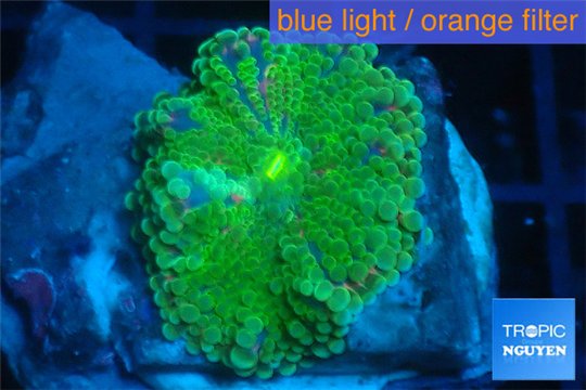 Ricordea yuma green 3-4 cm WYSIWYG acclimaté