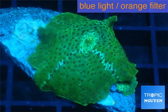 Discosoma green & blue line 1 polyp WYSIWYG acclimaté